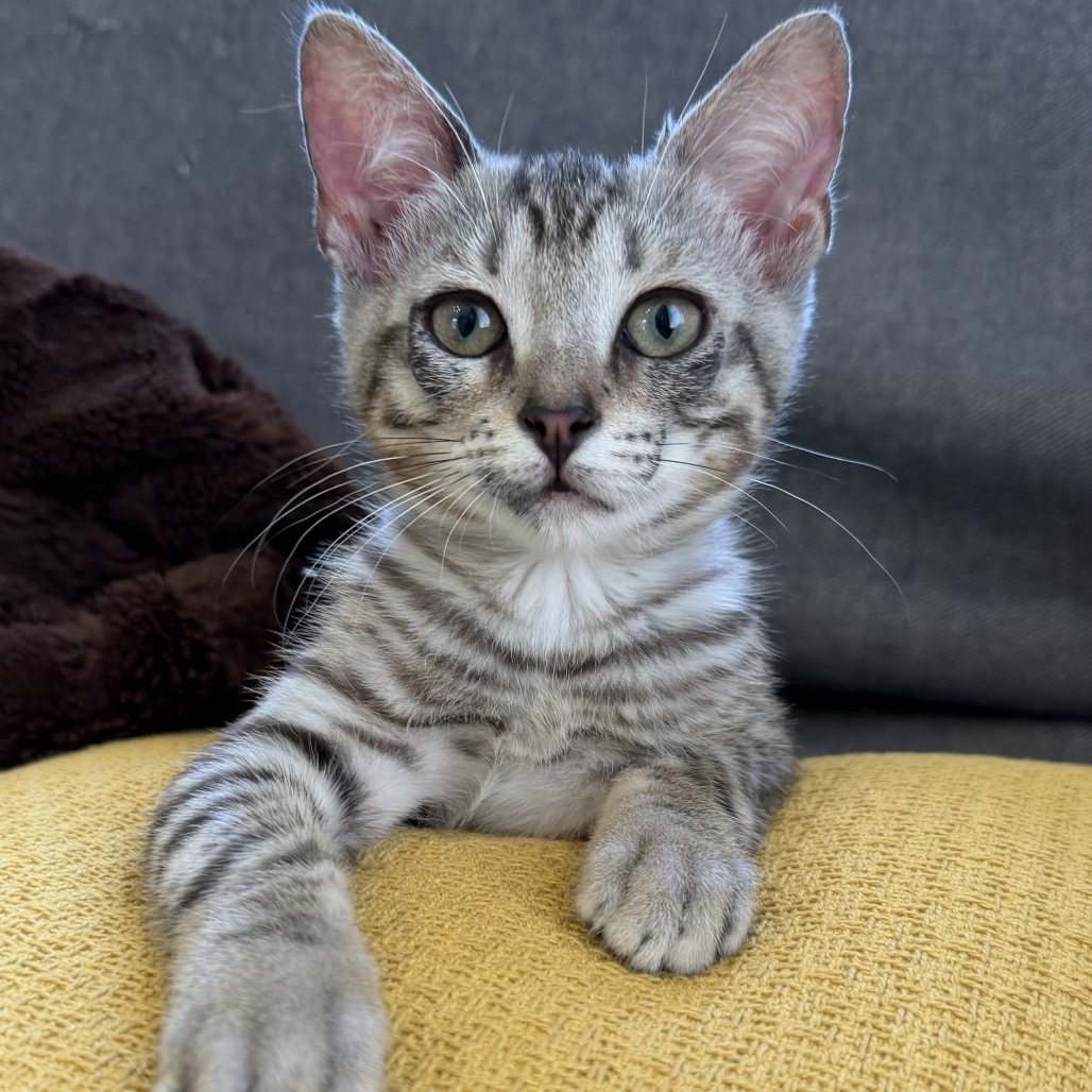 SPARKIE - Domestic Shorthair available for adoption