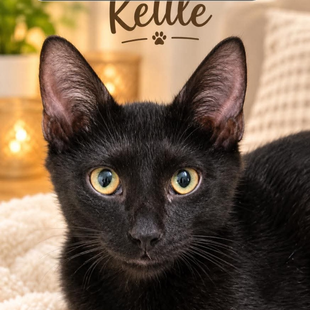 Kettle