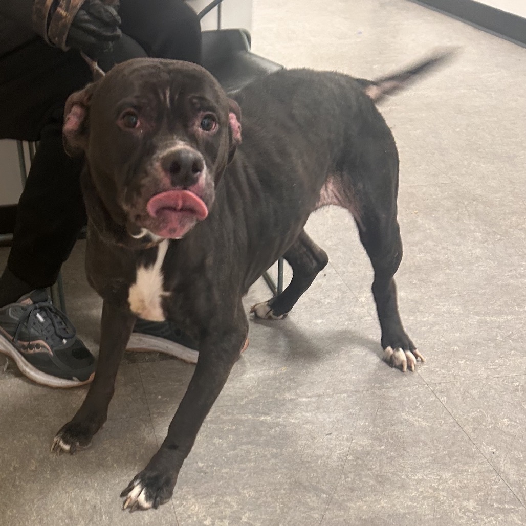 Athena — thumbnail 5