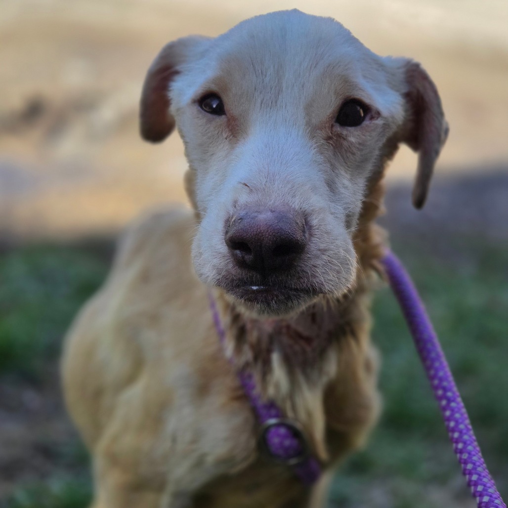 Willy Worm — thumbnail 3