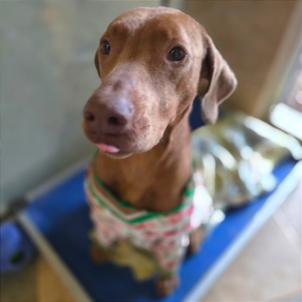 Carmelita — thumbnail 4