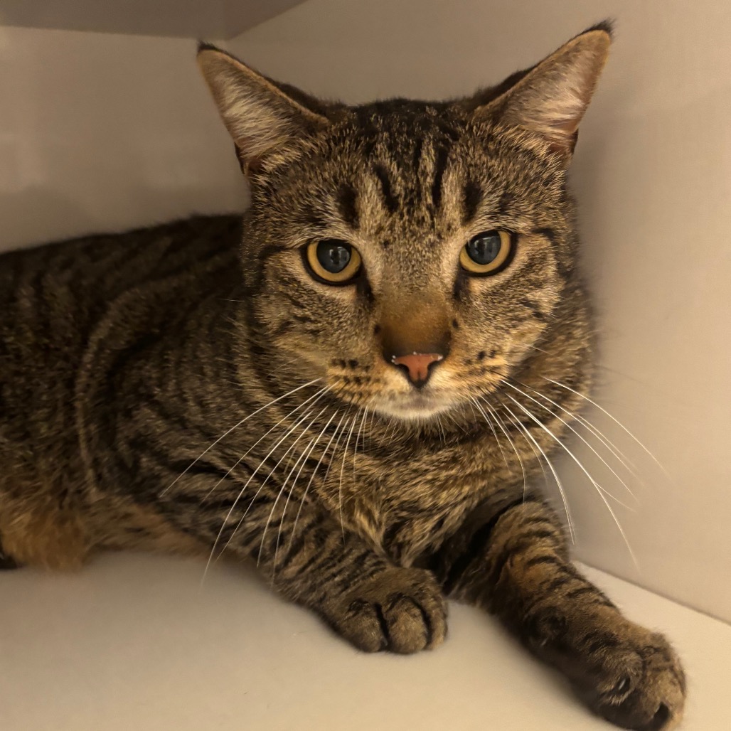 Frank - Domestic Shorthair