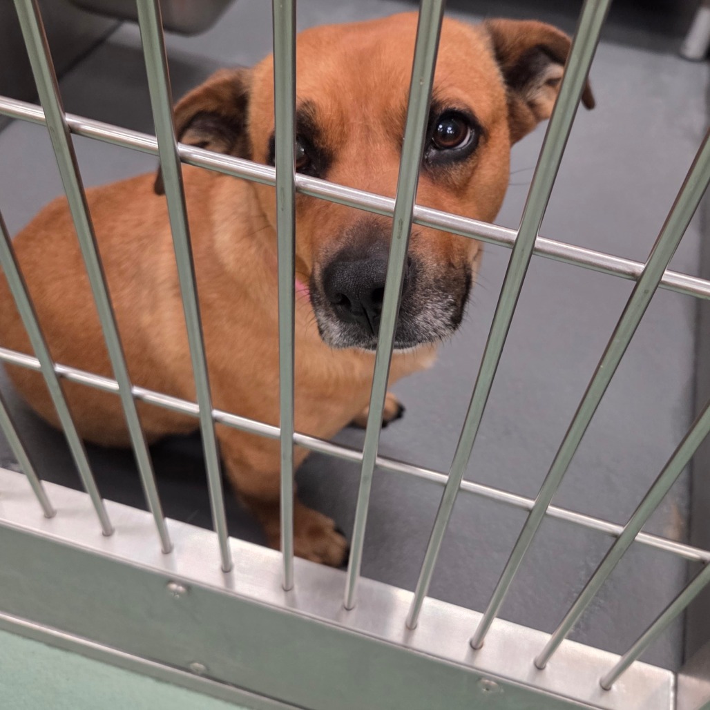 Mem Fish Rescue March is available for adoption at Memphis Animal Services