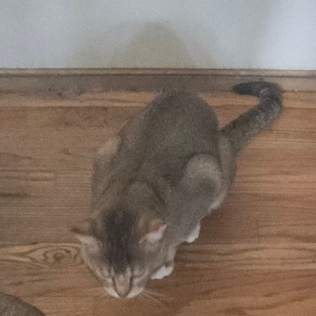 IVEN - Abyssinian / Domestic Shorthair available for adoption