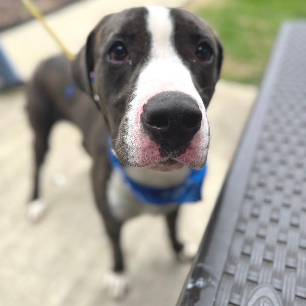 Folk — thumbnail 3