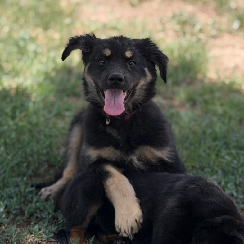 Prissy, adopted