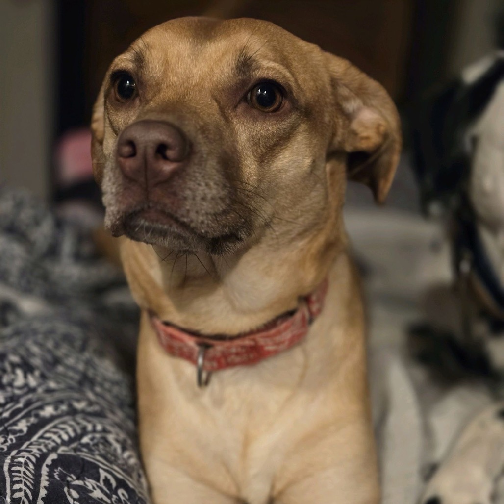 Stella, photo 14