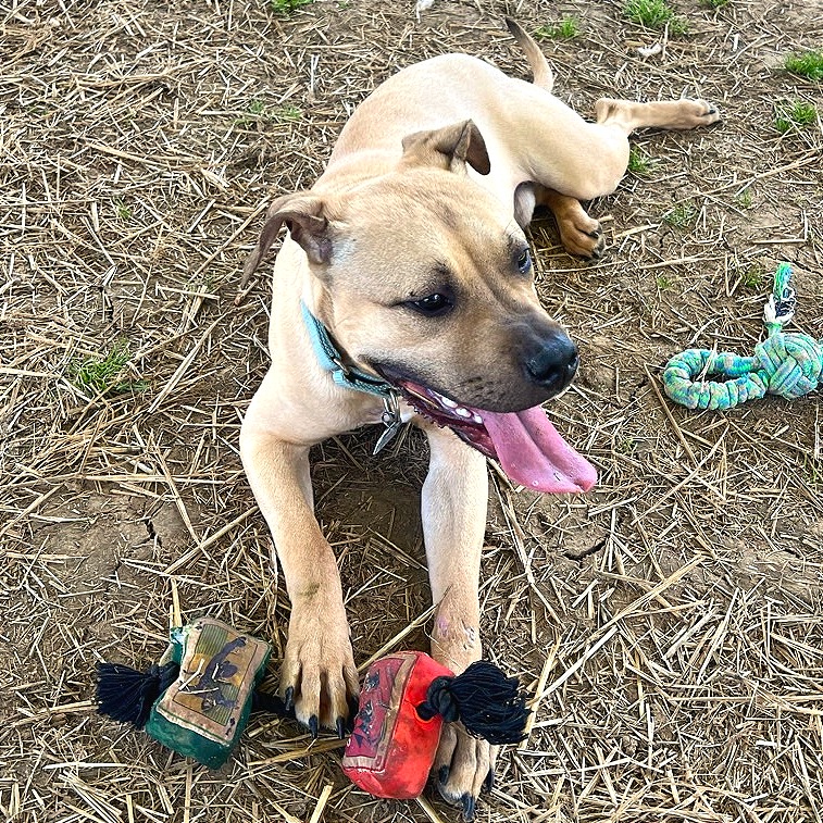 Fawn — thumbnail 9