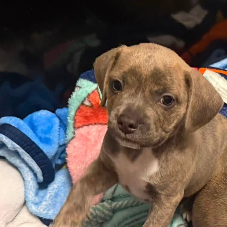 AUTUMN - Bulldog, French / Beagle available for adoption