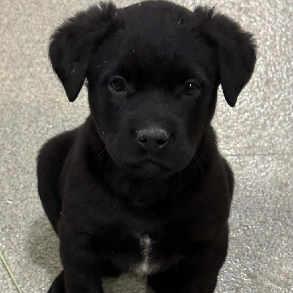 Ranger