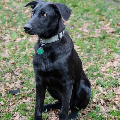 Archie, photo 3