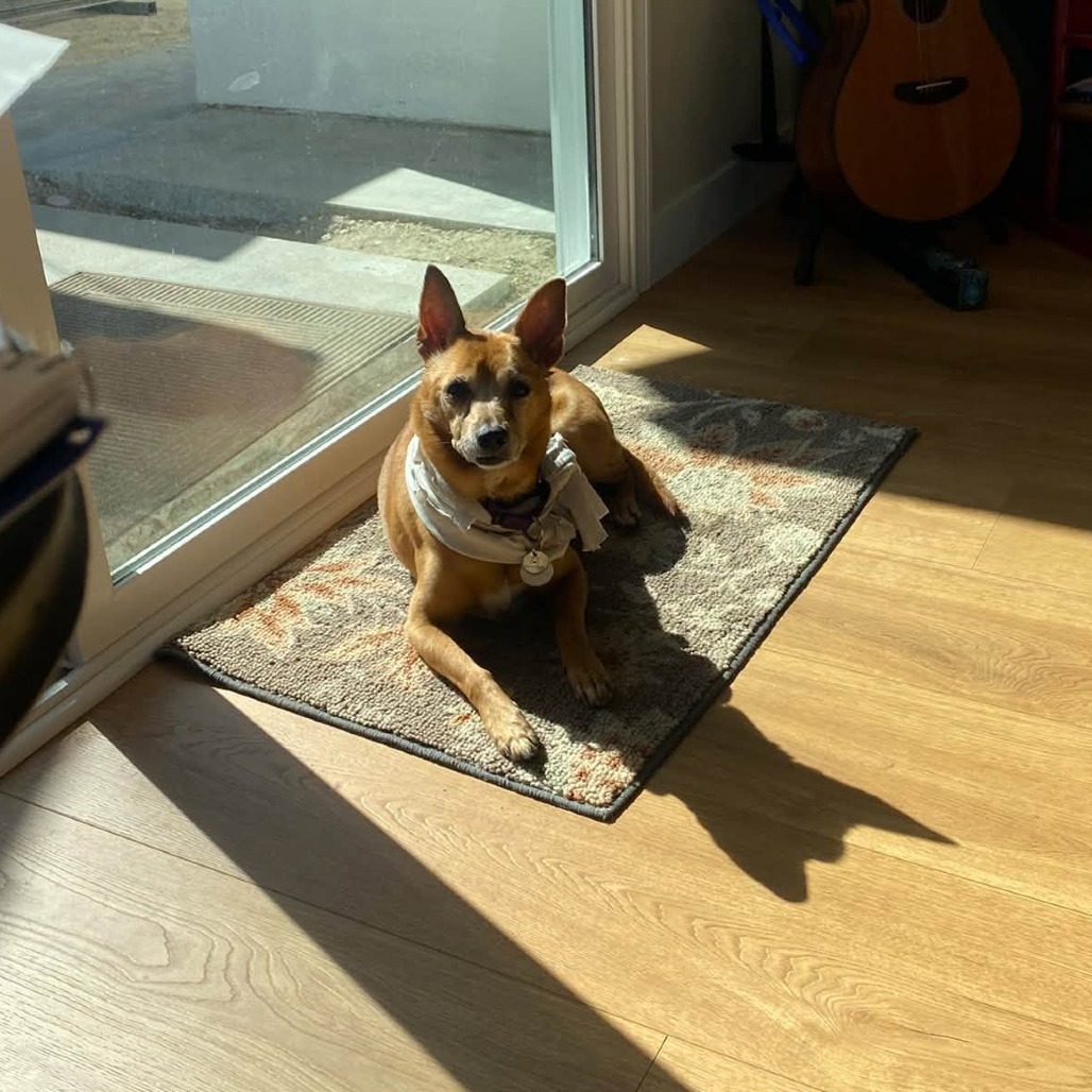 Nutmeg, photo 17