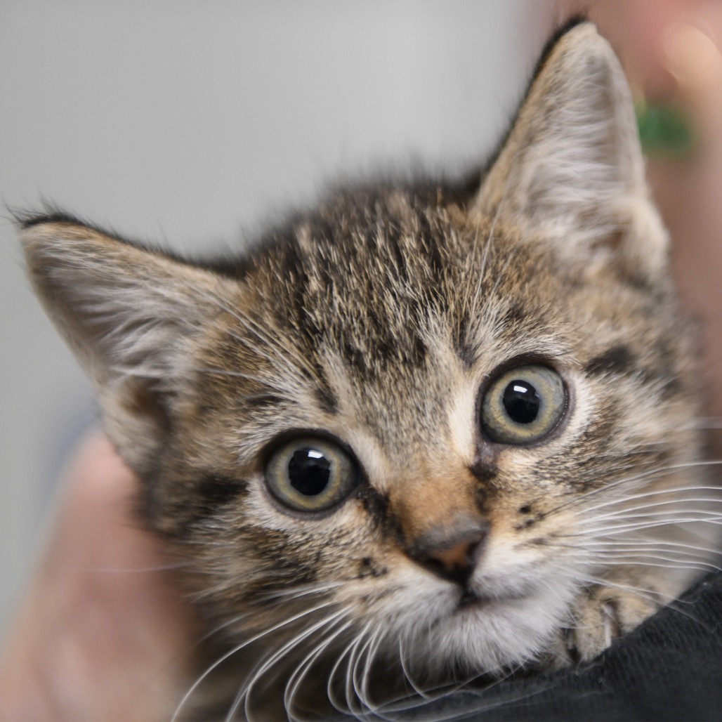 Barrel - Domestic Shorthair