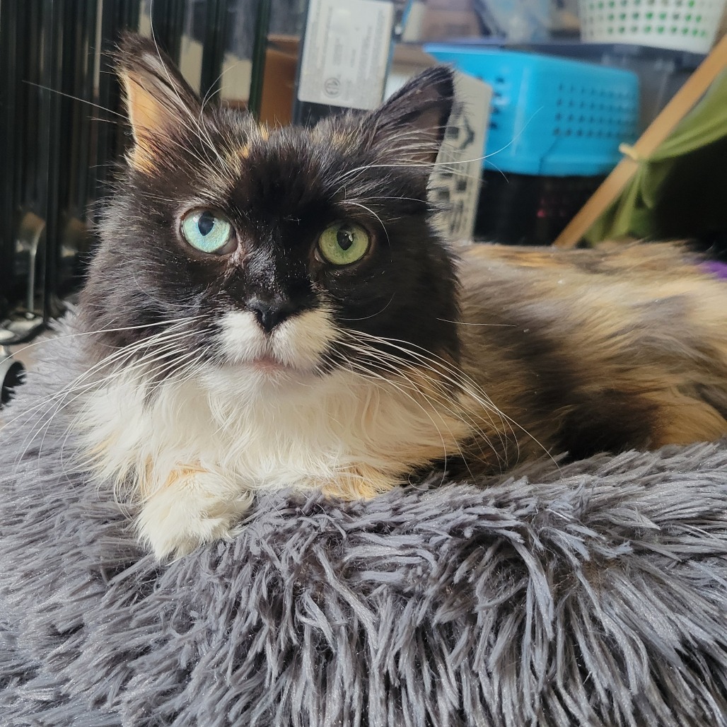 Leah, photo 19