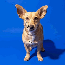 GIDGET - Mixed Breed (Small) available for adoption