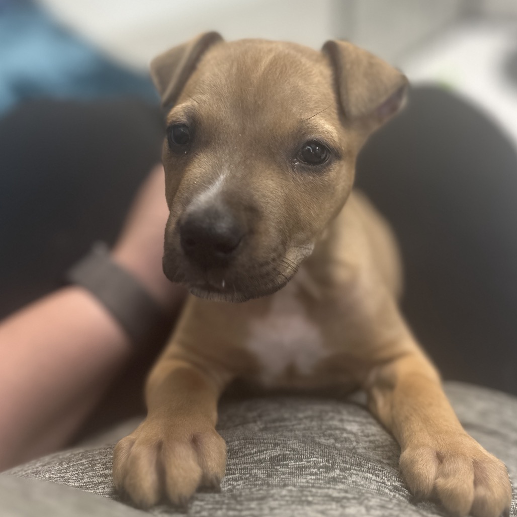 Oliver JR 
