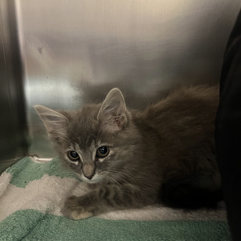 KESHA - Domestic Medium Hair available for adoption