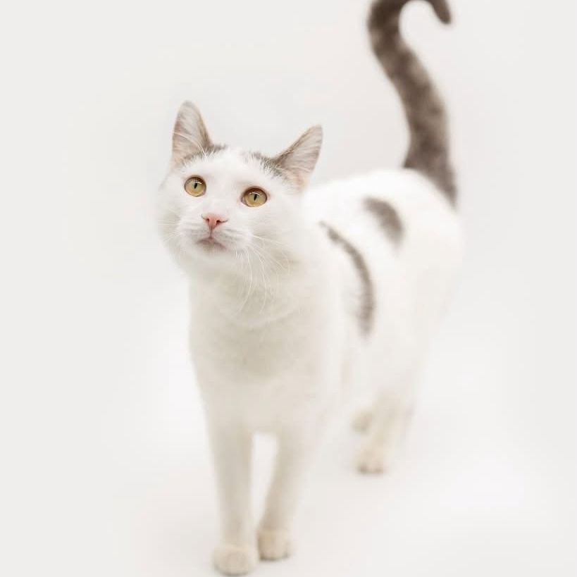 Gizmo--In Foster, photo 7