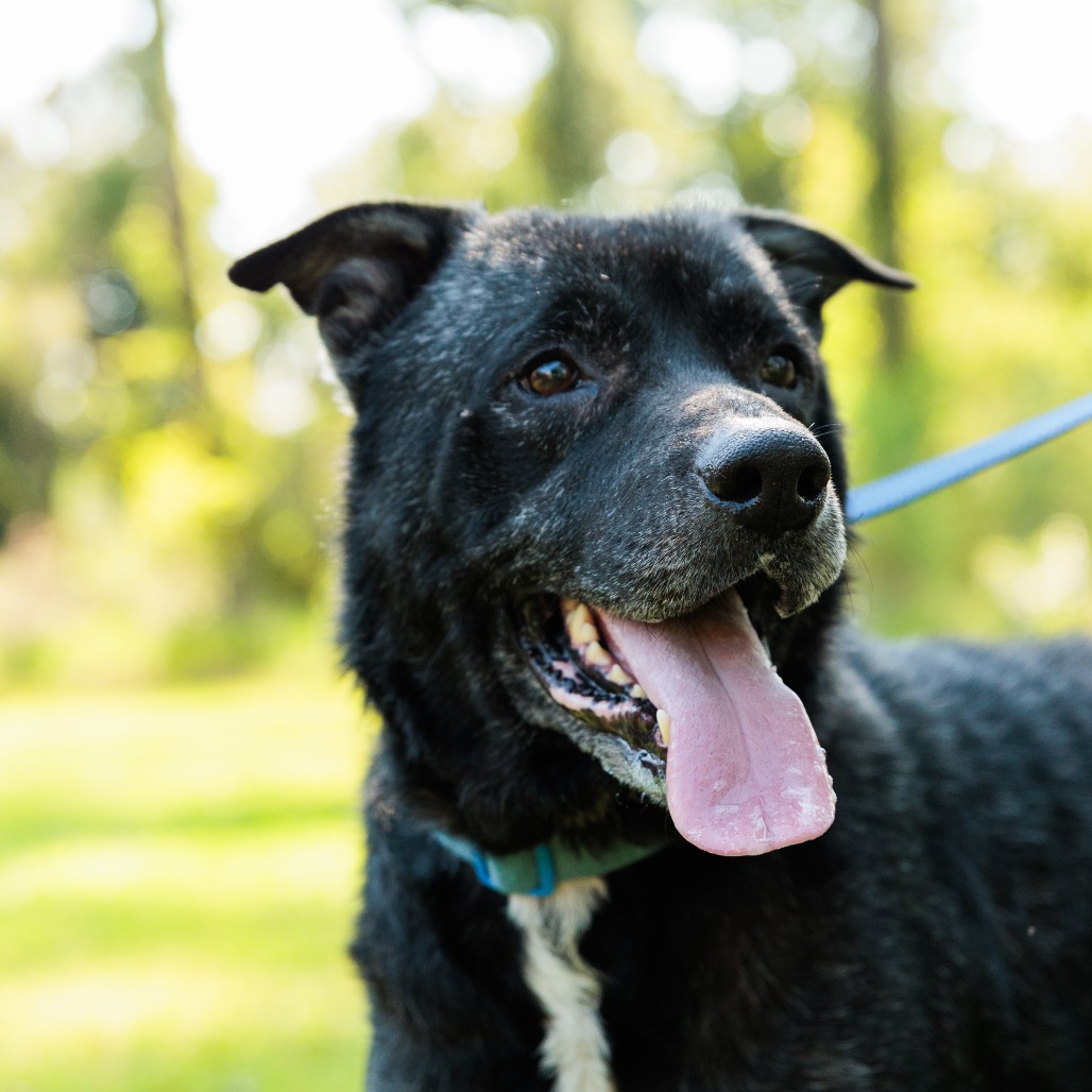 Dozer, photo 16