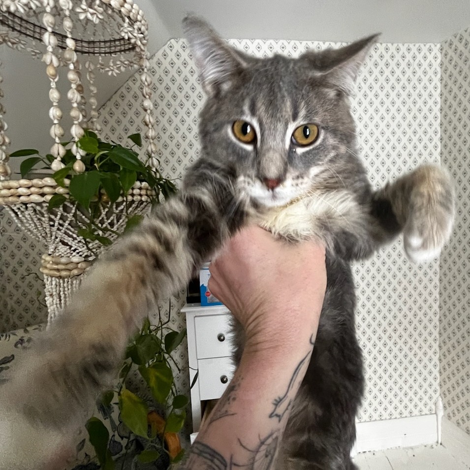 Wobbles Cerebellar Hypoplasia aka Wobbly Cat Syndrome