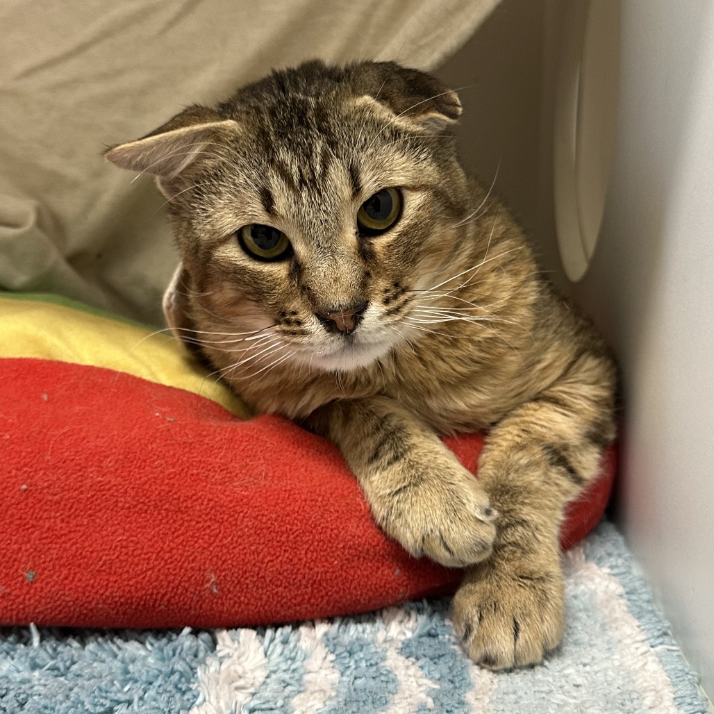 CLIVE - Domestic Shorthair / Mix for adoption in League City