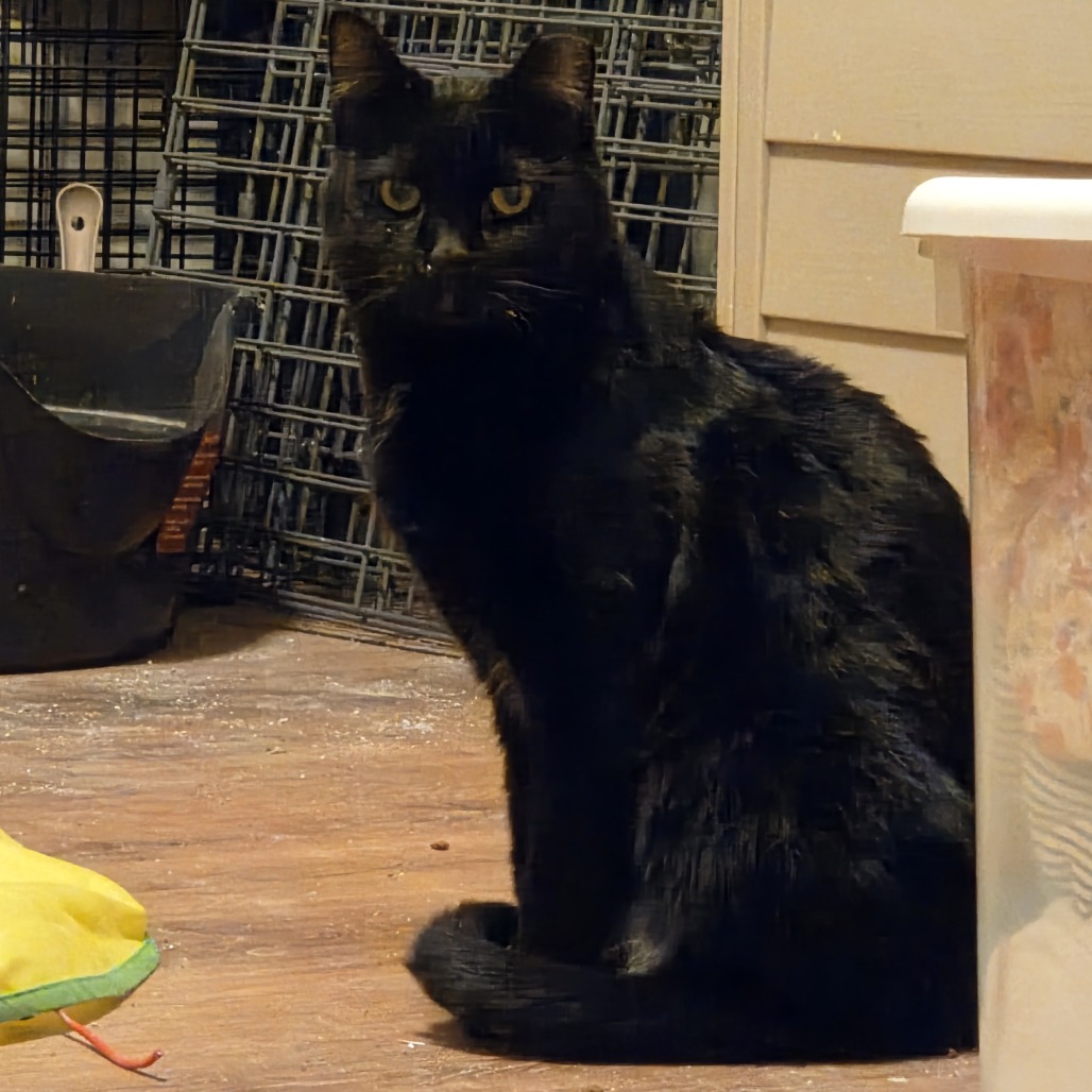 ANUBIS - Domestic Shorthair available for adoption
