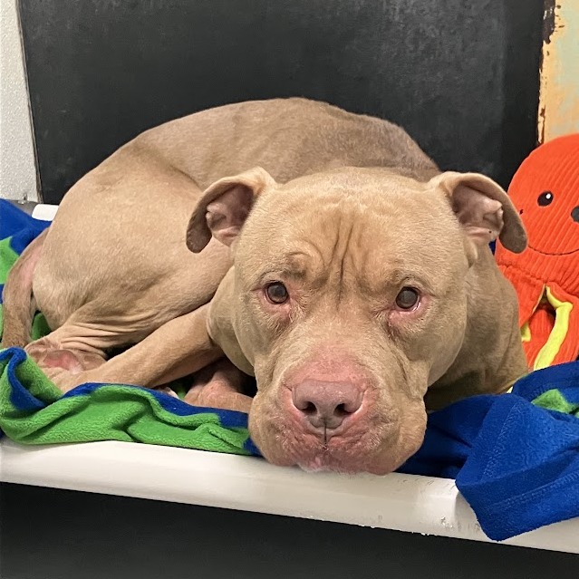 Canelo