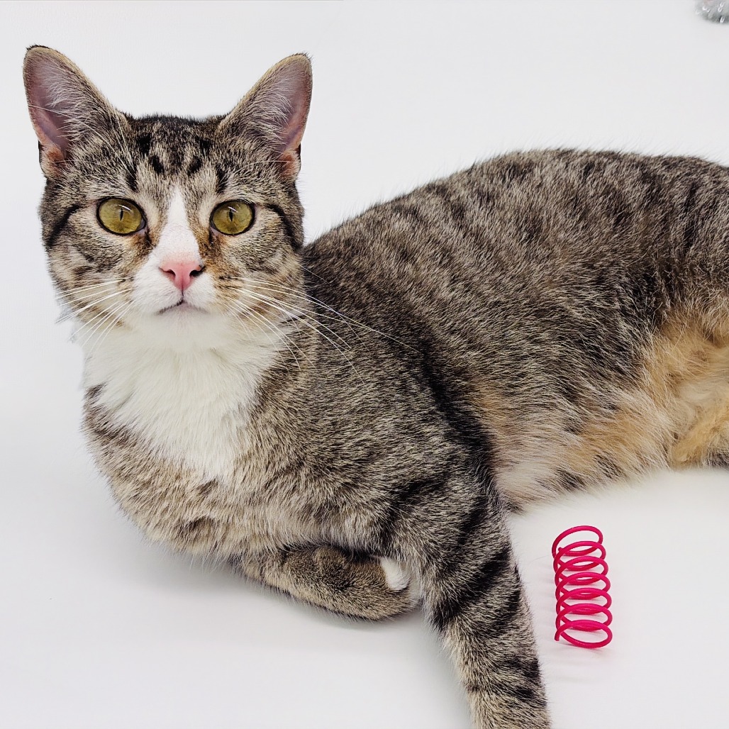 Chi Chi (adoptable with Digit) ** Cerebellar Hypoplasia**, photo 6