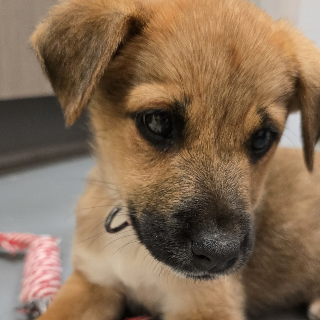 Silver Medal — thumbnail 7