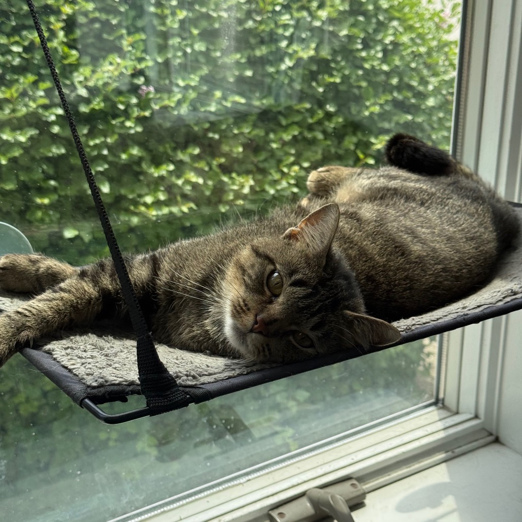 Lily, photo 9
