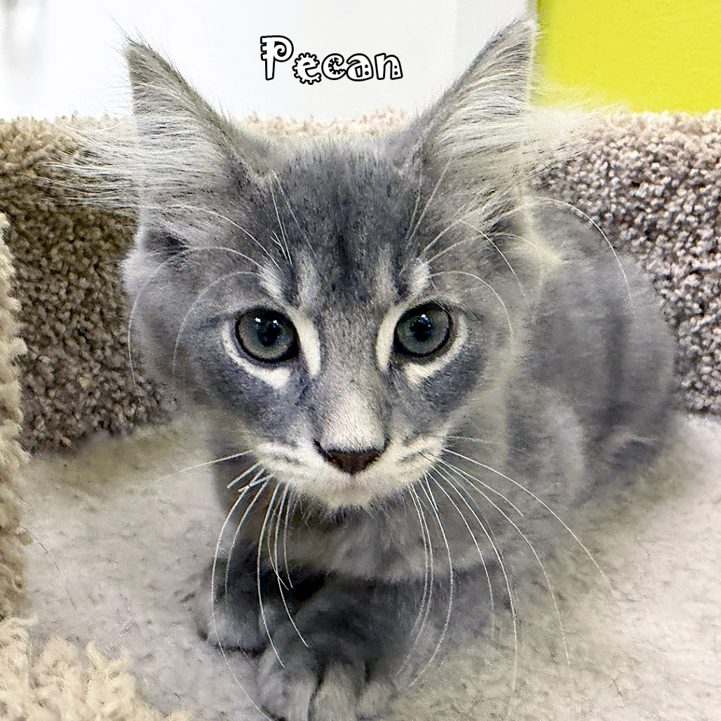 Pecan, an adoptable cat