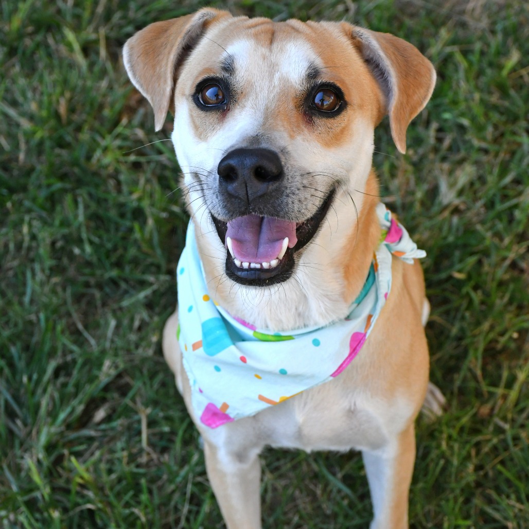 PENNY - Beagle / Retriever, Yellow Labrador available for adoption