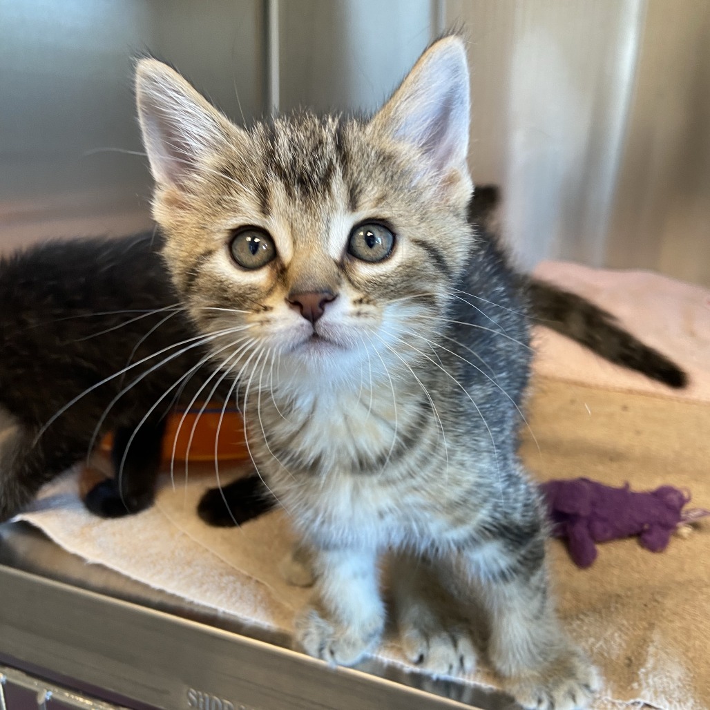 CHEESE - Domestic Shorthair available for adoption