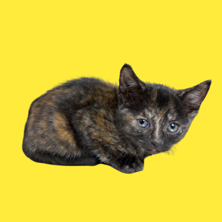 Tusc Stray 80516 2
