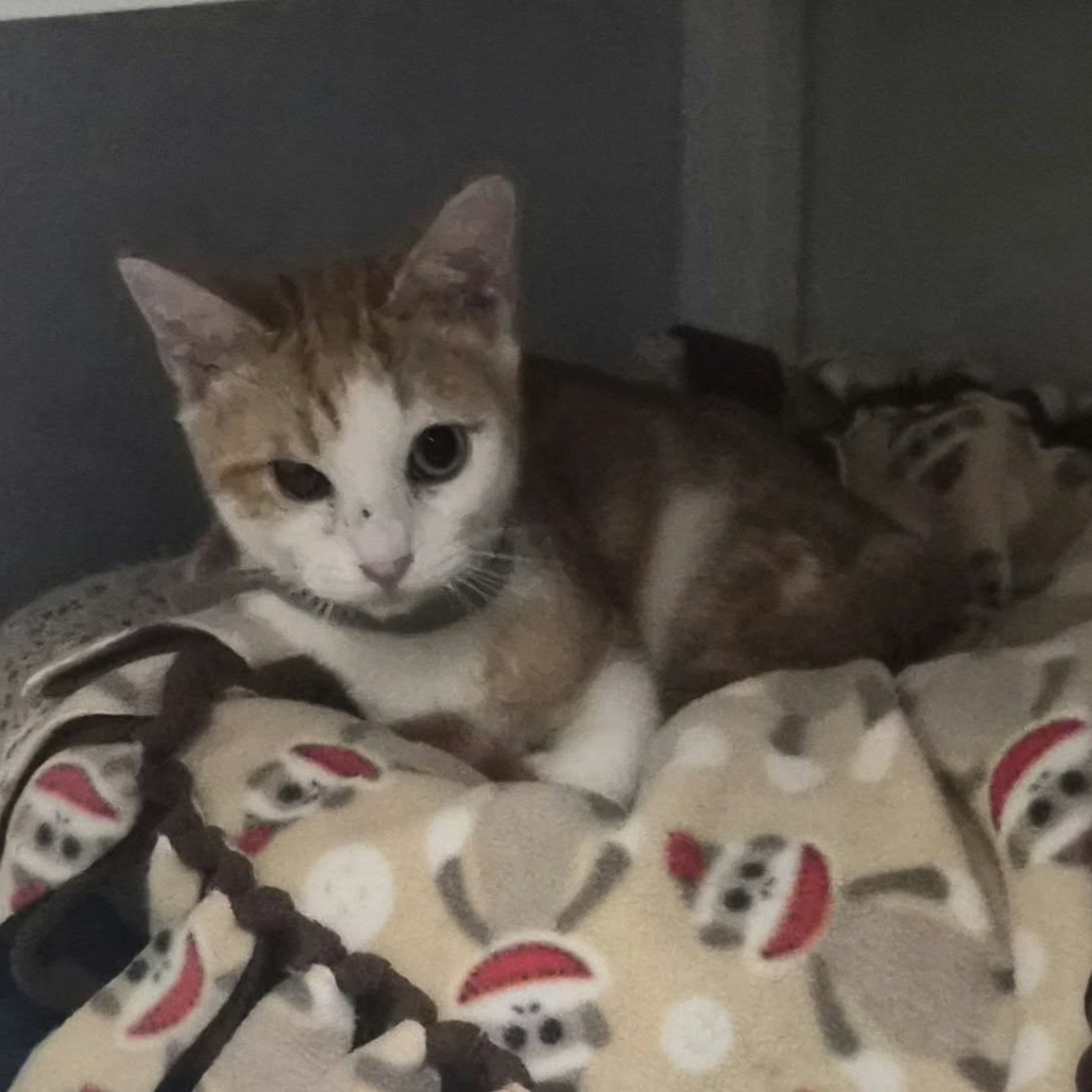 BUTTERNUT - Domestic Shorthair available for adoption