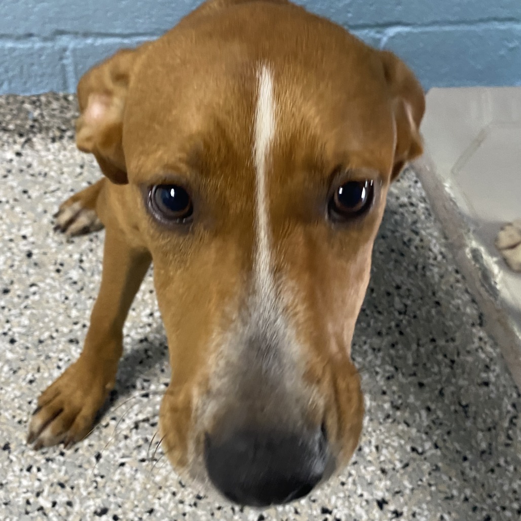 FAT BOY - Foxhound, American / Mix available for adoption