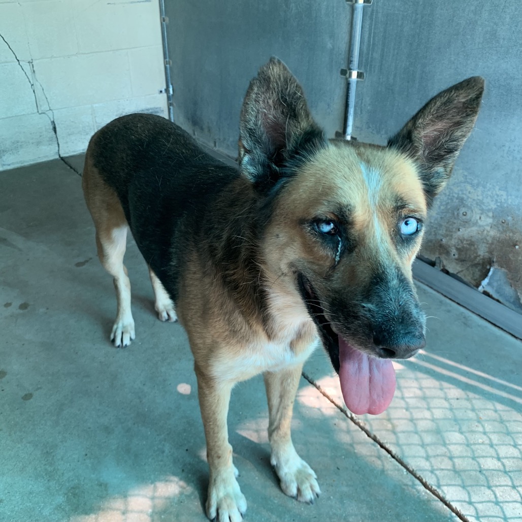 CAMELA - Shepherd, German King / Husky available for adoption