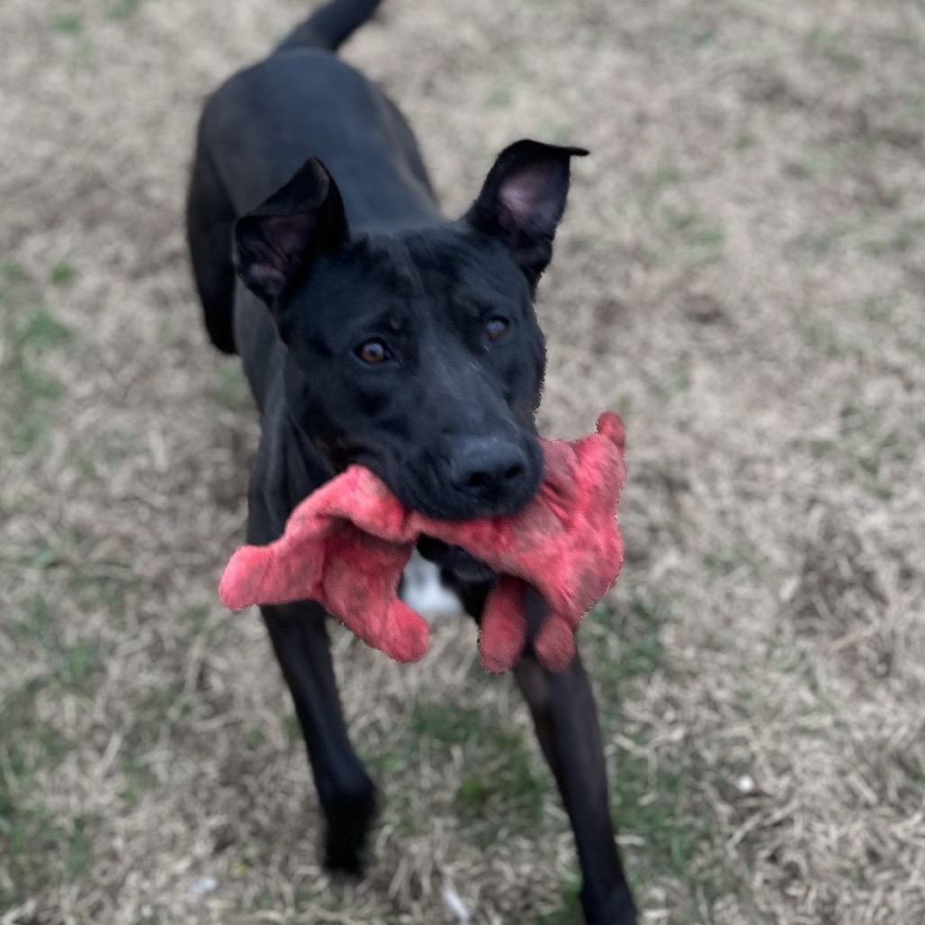 Donut — thumbnail 9