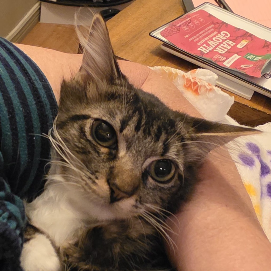 TOMATO - Domestic Shorthair for adoption in West Jordan