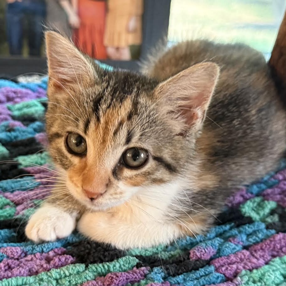 TEDDIE - Domestic Shorthair available for adoption