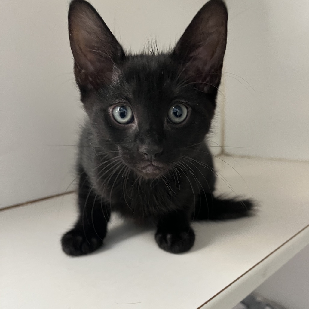Blue the Cat