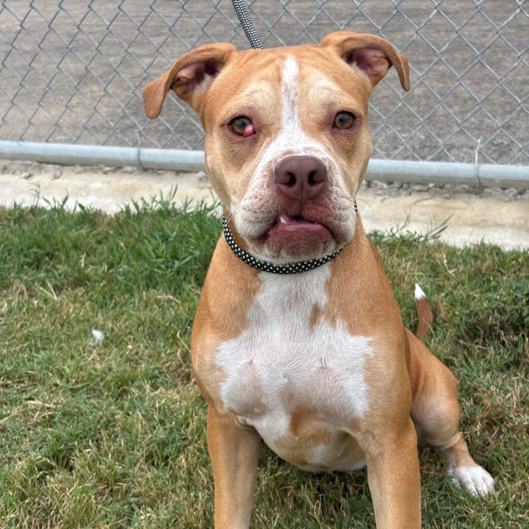 MONA - Boxer / Mixed Breed (Medium) available for adoption