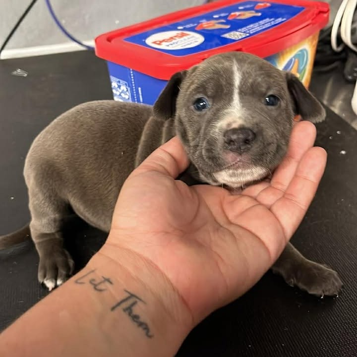 FRAN - Terrier / Mix available for adoption