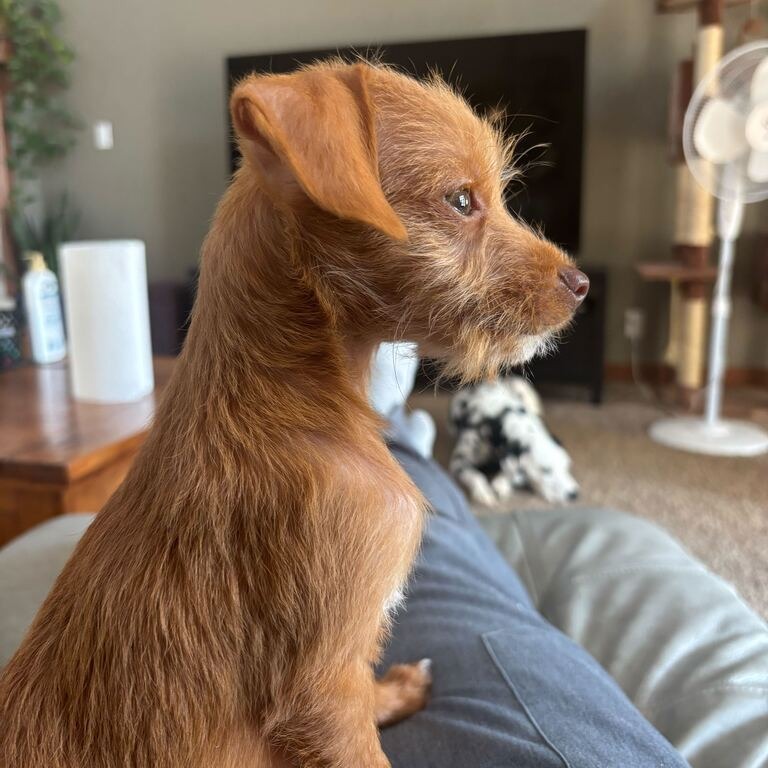 TITO - Chihuahua / Poodle available for adoption