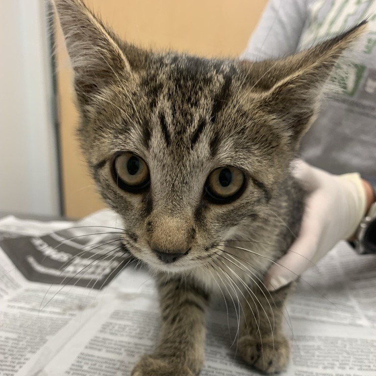 GEM - Domestic Shorthair available for adoption