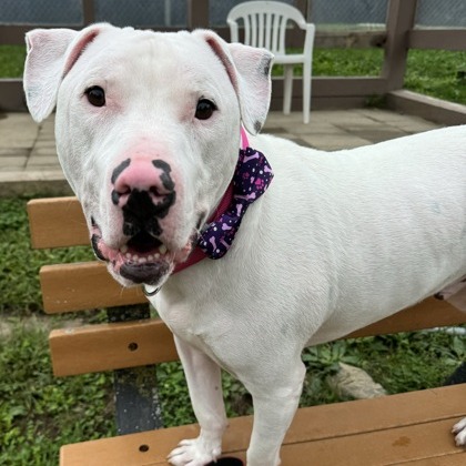 Barley — thumbnail 10