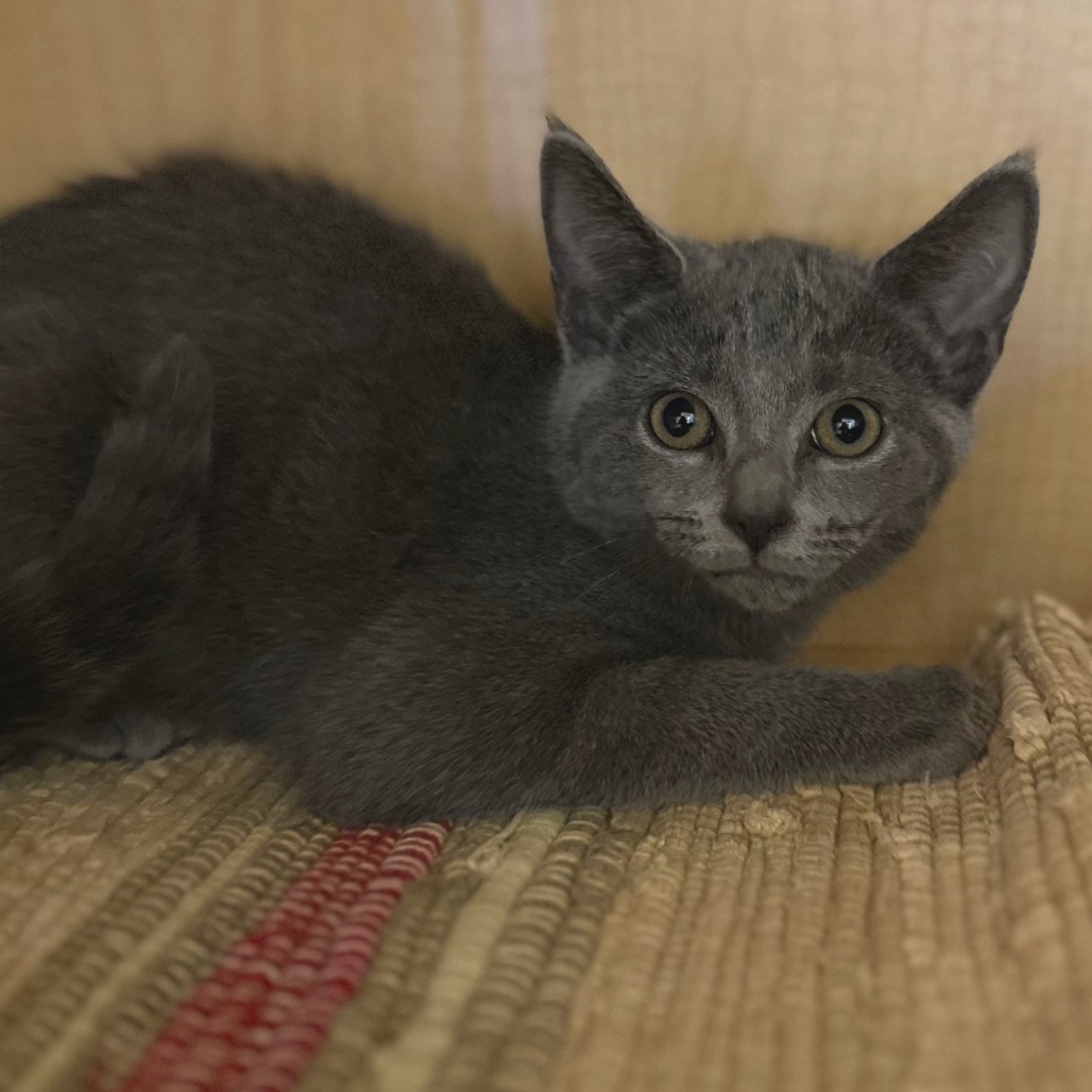 OTTER - Domestic Shorthair available for adoption