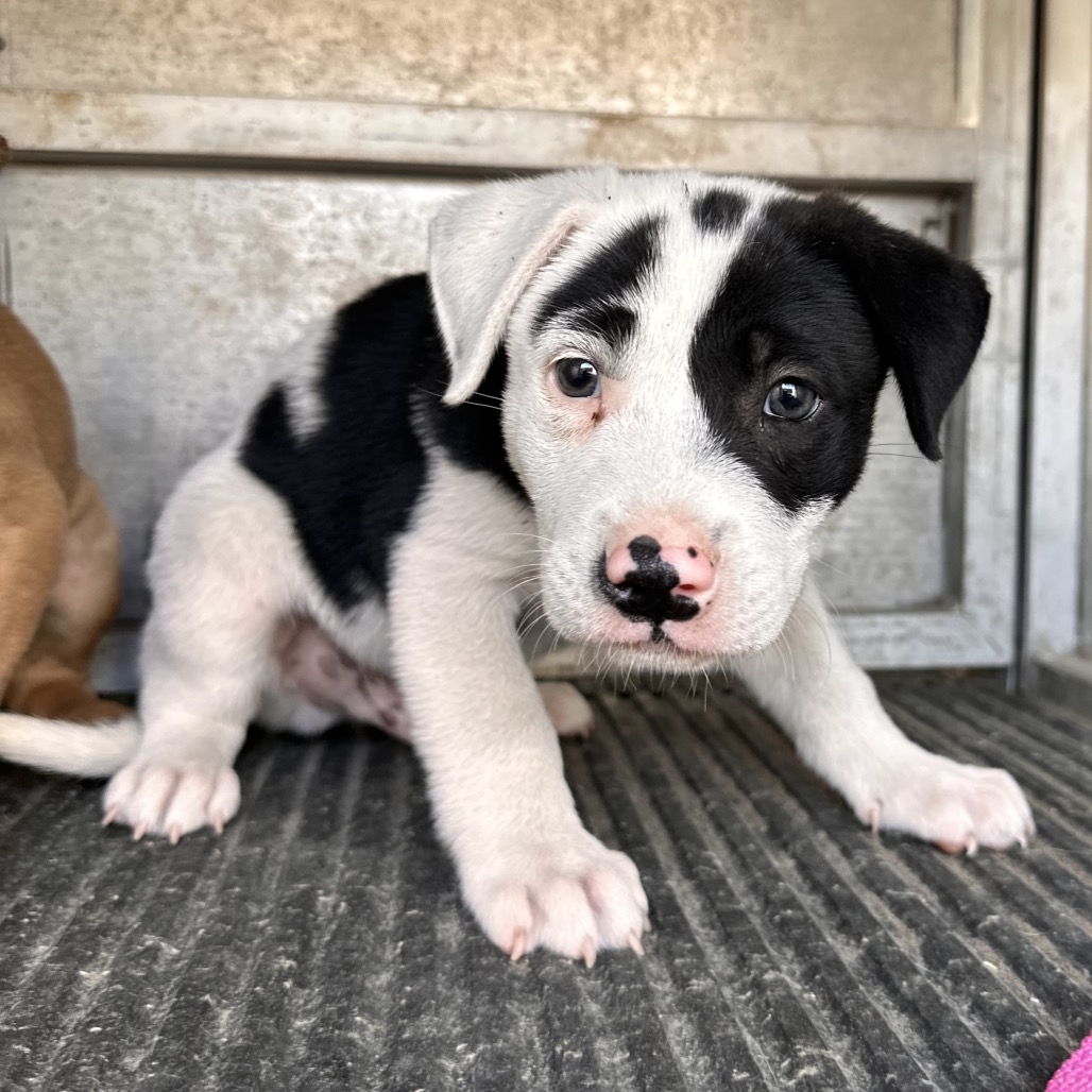 FIZZ - Terrier, Pit Bull / Cattle Dog, Australian (Blue Heeler) available for adoption