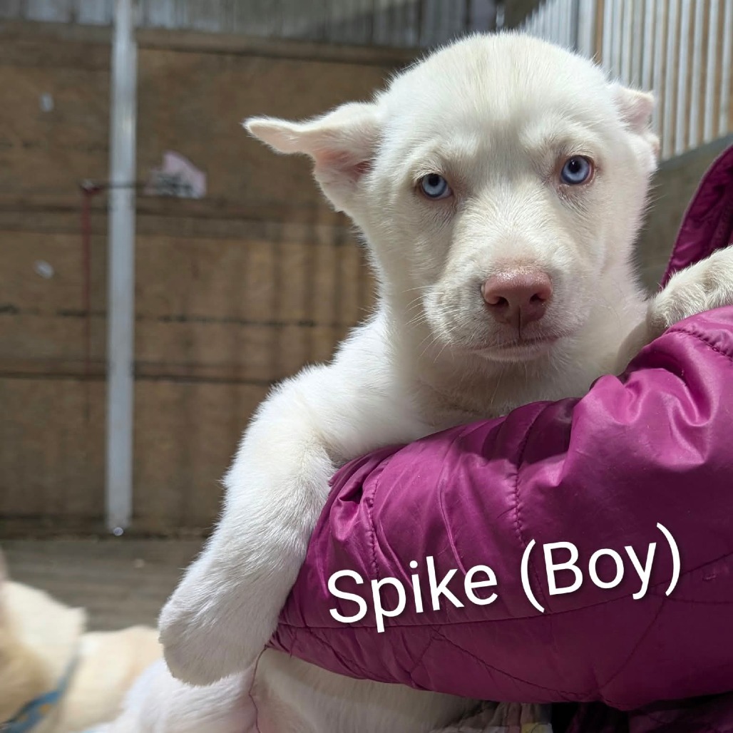 Spike