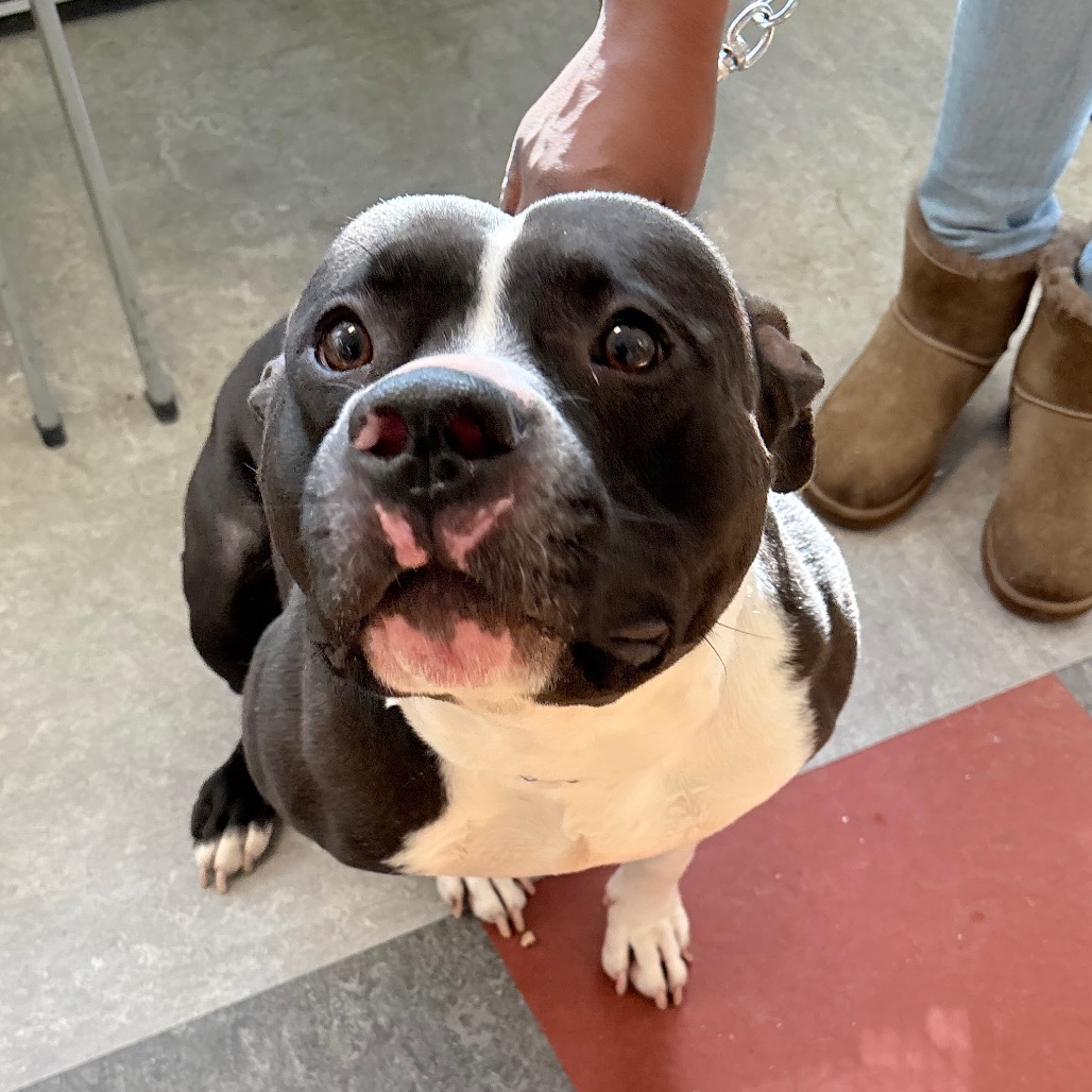 Simba — thumbnail 3